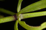 Bluntleaf bedstraw